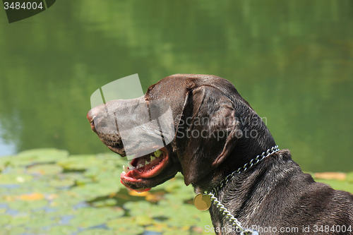 Image of German Shorthaired Pointer