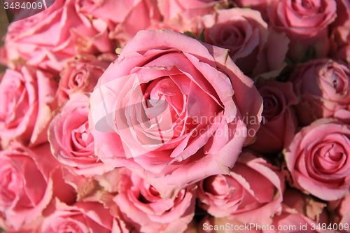 Image of Pink roses in bridal bouquet