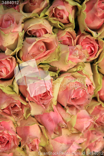 Image of Wedding decorations with pink roses