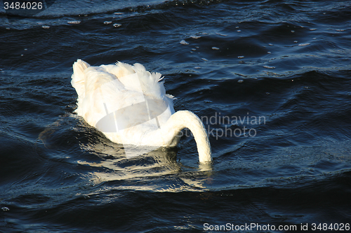 Image of Diving swan