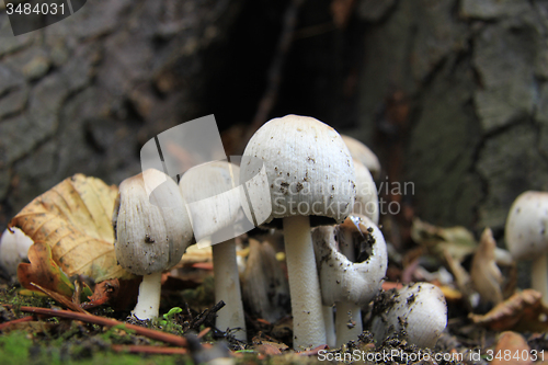 Image of white mushrooms