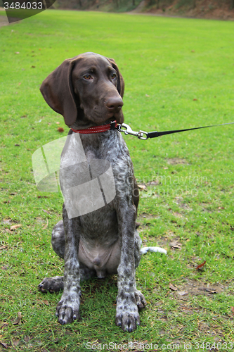 Image of German Shorthaired Pointer