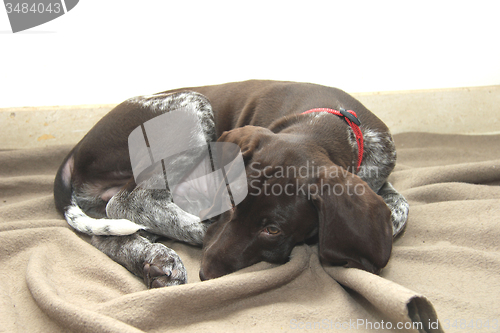 Image of German Shorthaired Pointer puppy