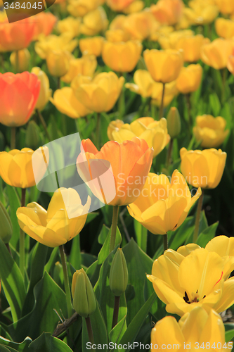 Image of Yellow and orange tulips