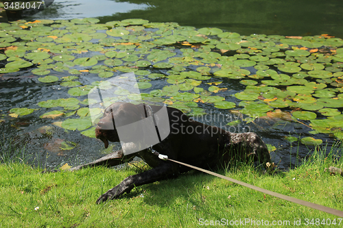 Image of German Shorthaired Pointer