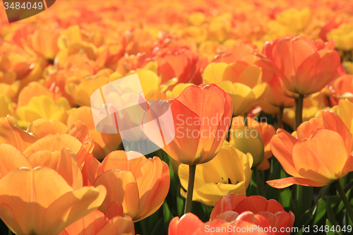 Image of Yellow and orange tulips