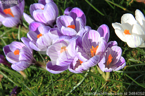 Image of Crocuses on a field