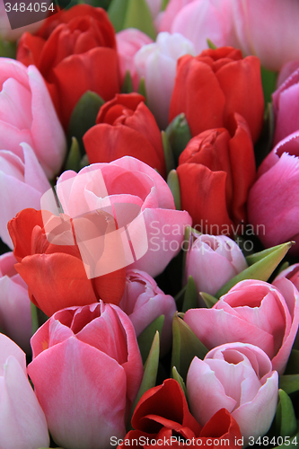 Image of Red and pink tulips