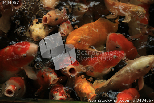 Image of Koi Carps