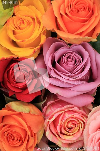Image of Multicolored wedding roses