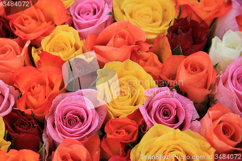 Image of Multicolored wedding roses