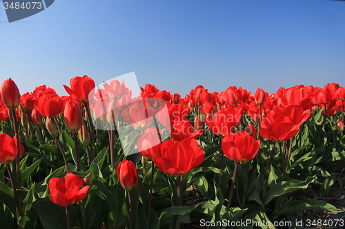 Image of Red tulips in a field