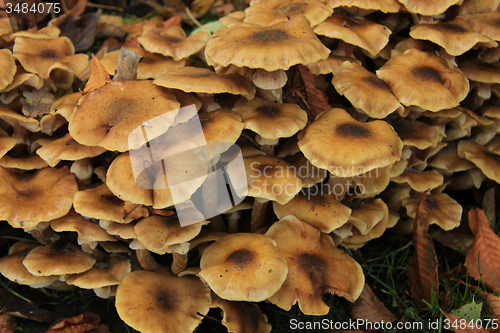 Image of Mushrooms