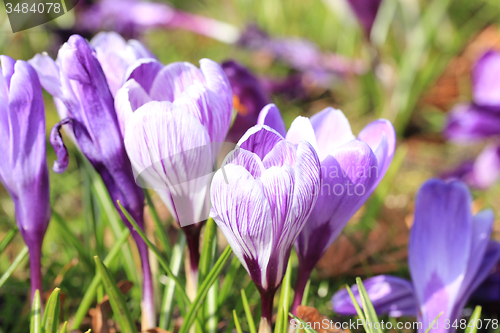 Image of Purple and white crocuses