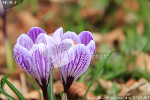 Image of purple crocuses