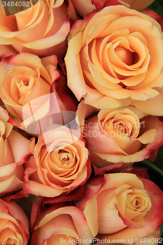 Image of Multicolored wedding roses