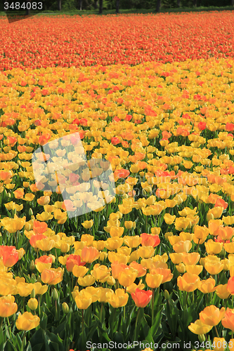 Image of Yellow and orange tulips