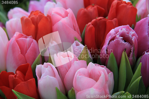 Image of Red and pink tulips