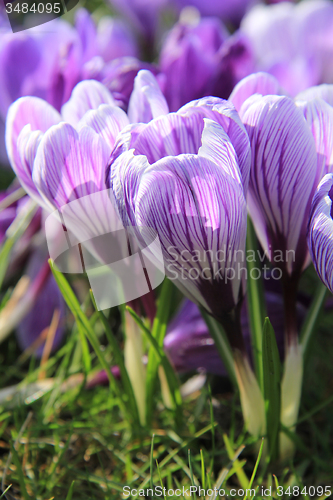 Image of Purple and white crocuses