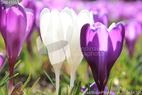 Image of Purple and white crocuses