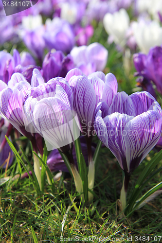 Image of Purple and white crocuses