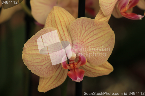 Image of Phalaenopsis orchid