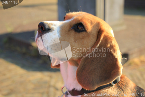 Image of Young female beagle