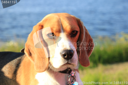 Image of Young female beagle