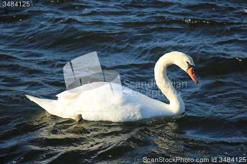Image of Single swan