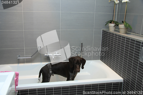 Image of German shorthaired pointer in a bathtub