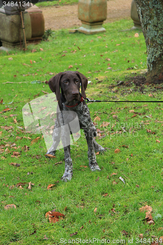 Image of German Shorthaired Pointer