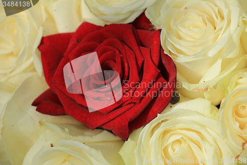 Image of red and white roses