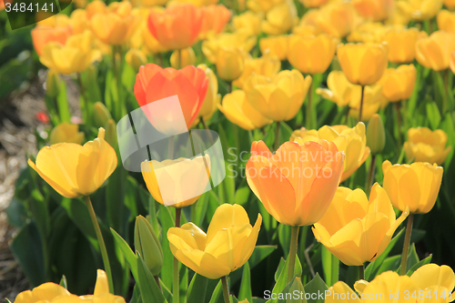 Image of Yellow and orange tulips