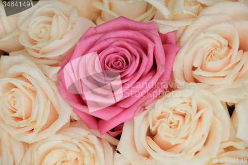 Image of Wedding roses