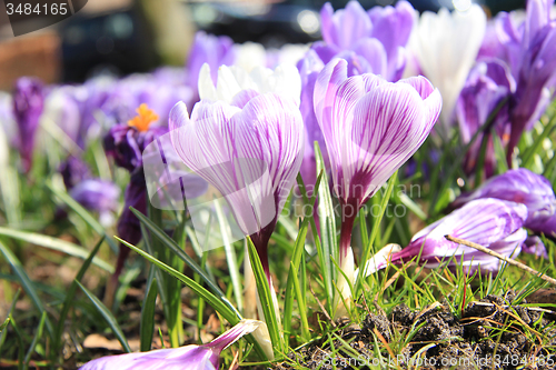 Image of Purple and white crocuses