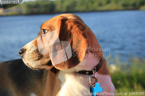 Image of Young female beagle