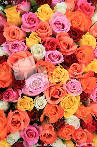 Image of Multicolored wedding rosesm