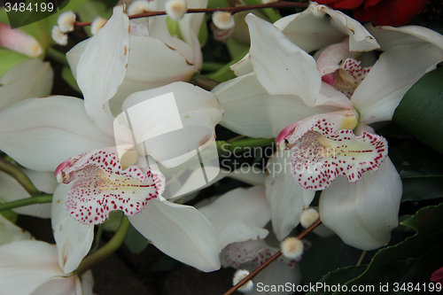 Image of White cymbidium orchids