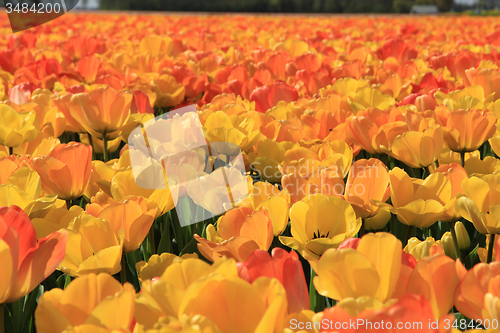 Image of Yellow and orange tulips