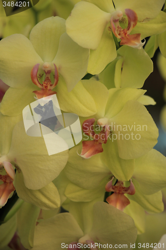 Image of Phalaenopsis orchid