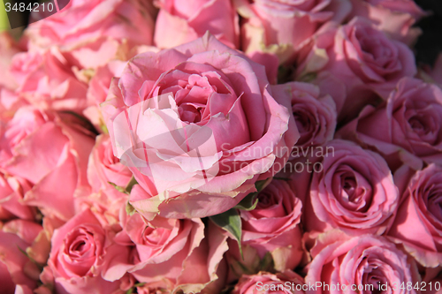 Image of Pink roses in bridal bouquet