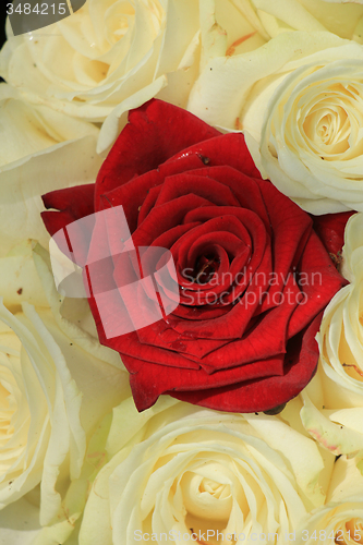 Image of red and white roses