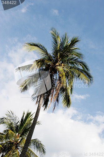 Image of Coconut trees