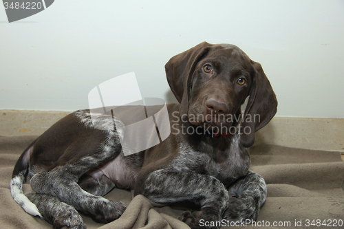 Image of German Shorthaired Pointer puppy