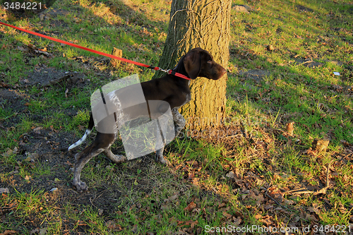 Image of German Shorthaired Pointer puppy