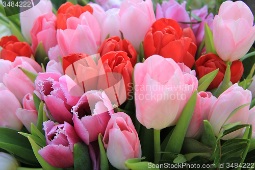 Image of Red and pink tulips
