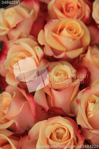 Image of Multicolored wedding roses