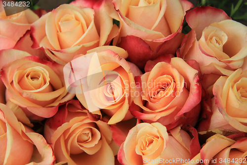 Image of Multicolored wedding roses