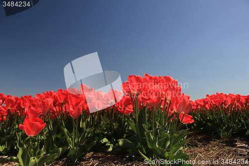 Image of Pink tulips growing on a fiield