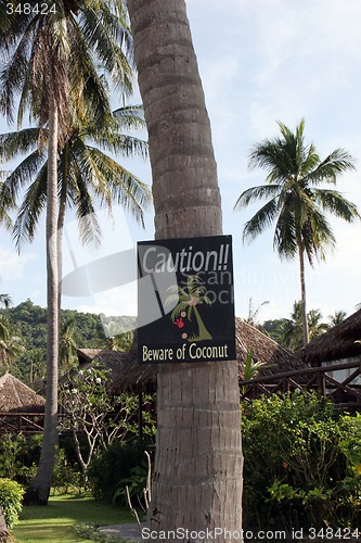 Image of Coconut trees